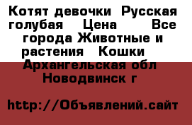 Котят девочки “Русская голубая“ › Цена ­ 0 - Все города Животные и растения » Кошки   . Архангельская обл.,Новодвинск г.